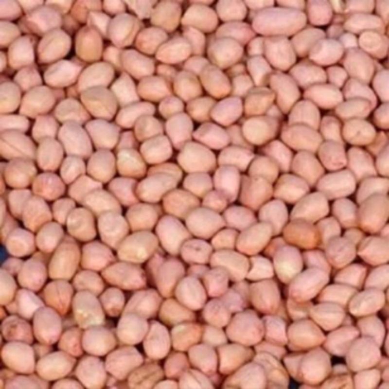 

Kacang Tanah 500 Gram Free Ongkir