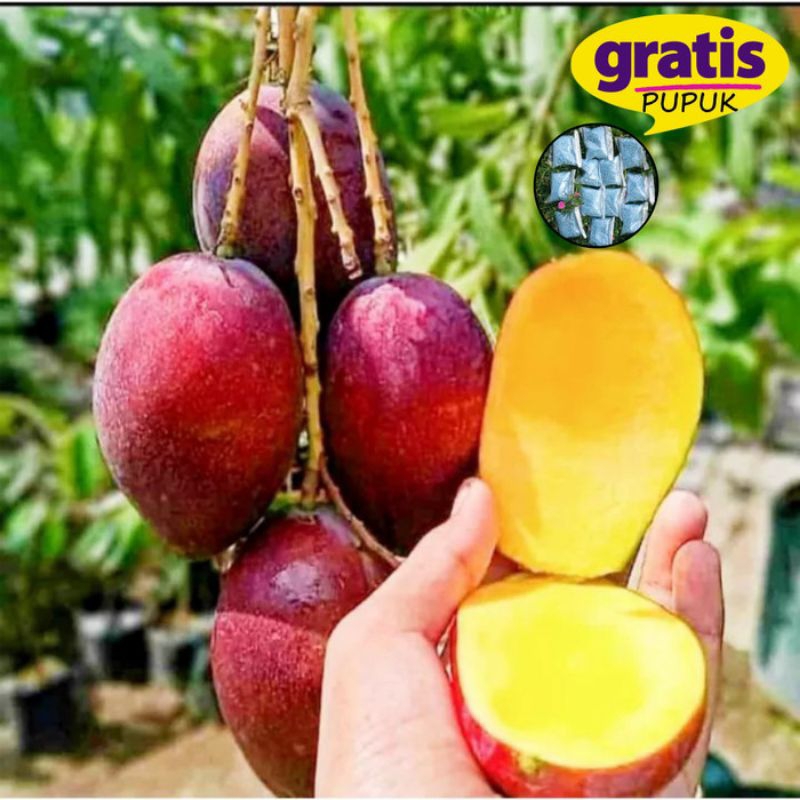 Bibit Mangga Miyazaki super genjah (hasil okulasi) & cangkok.