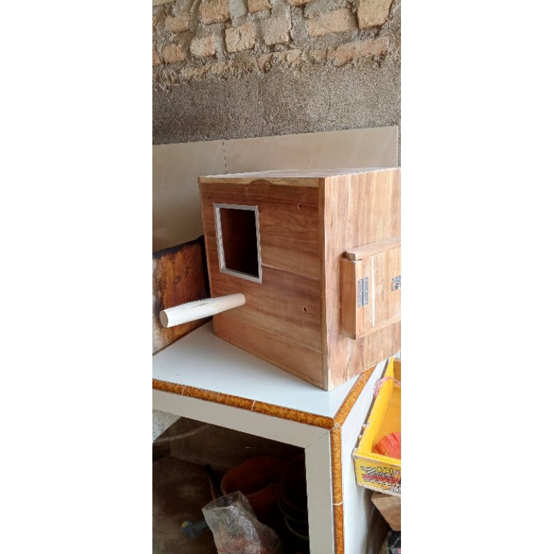 glodok Nuri bayan afgrey Gofin Hans macaw