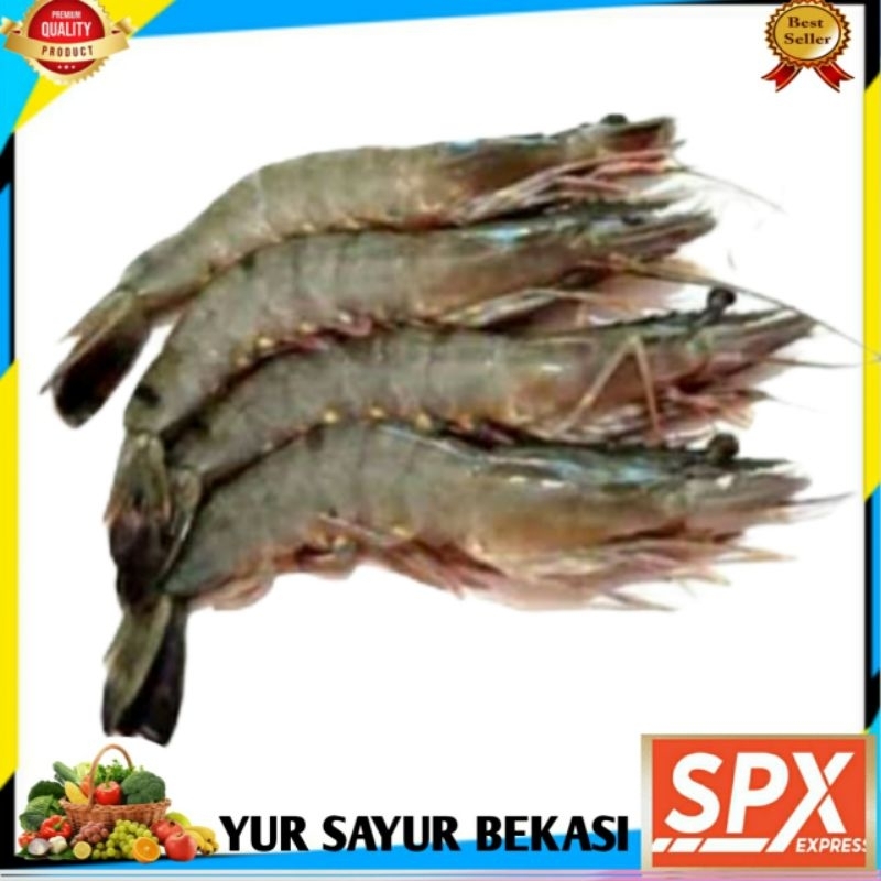 

Udang Fename/Vename Besar