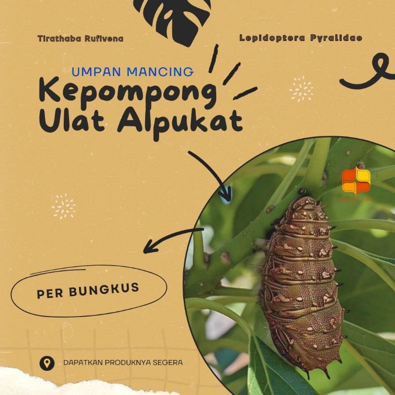Umpan Pancing Kepompong Larva Ulat Alpukat