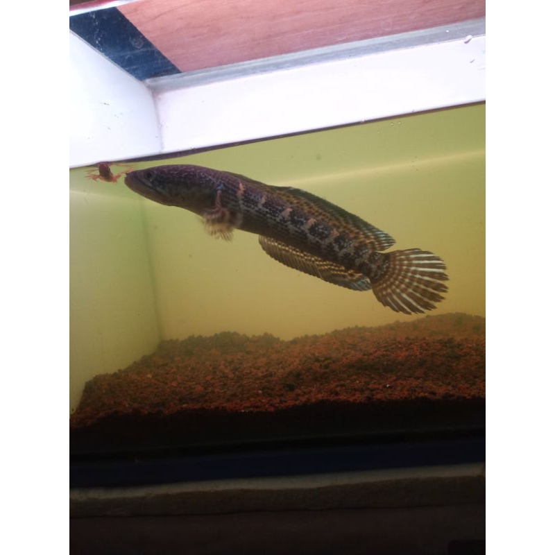 Auranti WC india size 20cm± - 25cm±