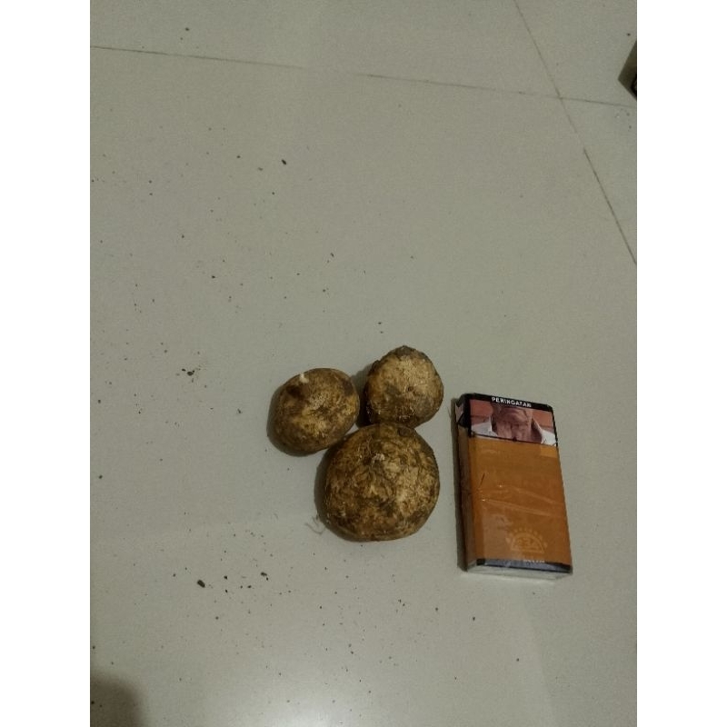 

Bengkoang BS / Bengkoang ukuran kecil 1 KG
