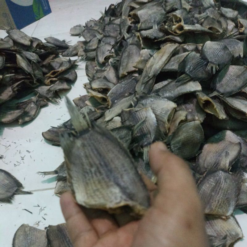 

ikan sepat sedang