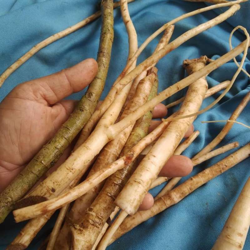 

akar pepaya langsung di ambil ketika di pesan 250gr