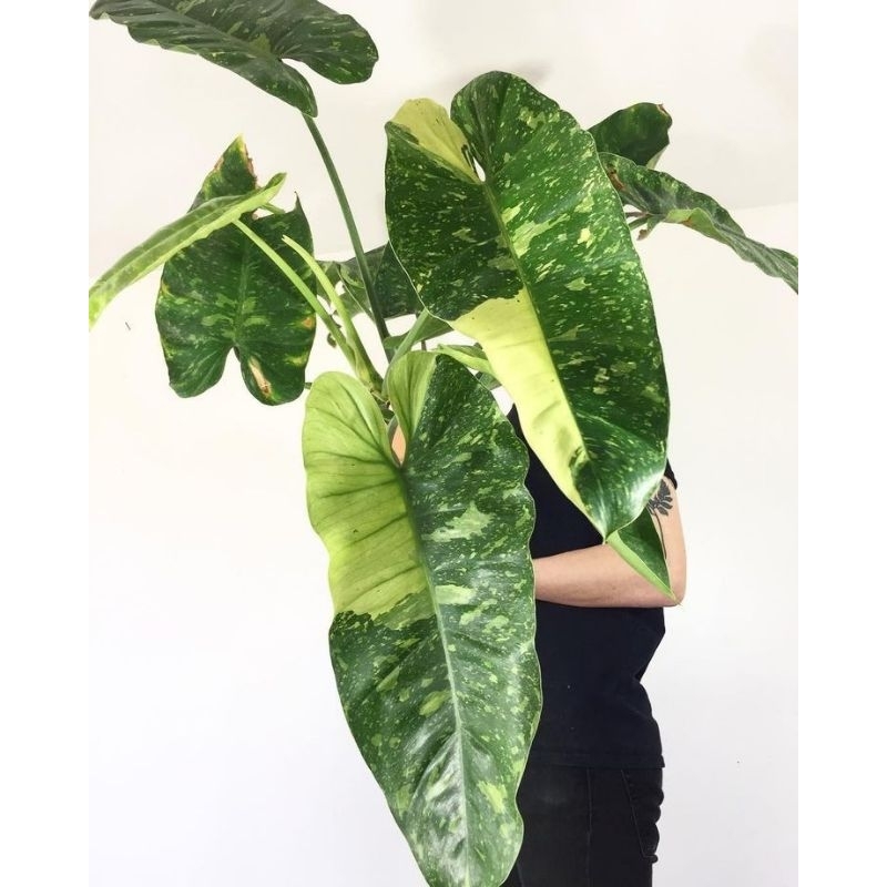 philodendron jose buono