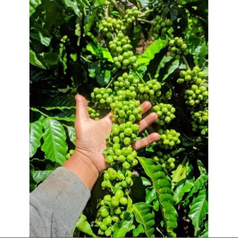 Entres kopi klon bagio per 25 ranting