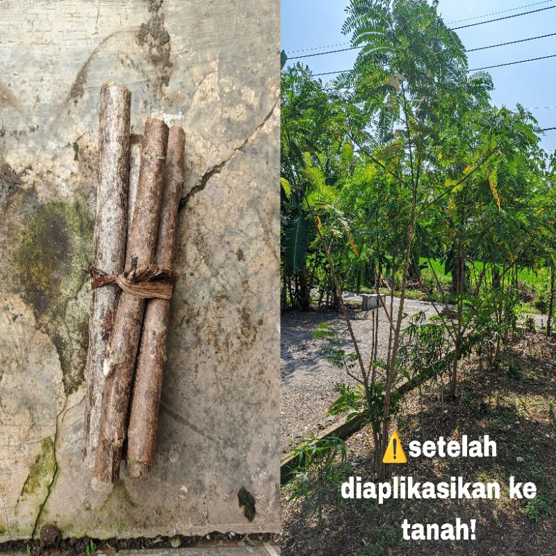 

TURI POCOK, WARU MERAH, TELO PAPUA
