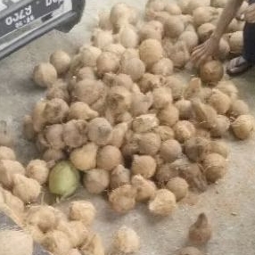 

1 butir kelapa tua utuh sudah dikupas tanpa sabut cocok untuk santan berat kurang sekitar 500 gram