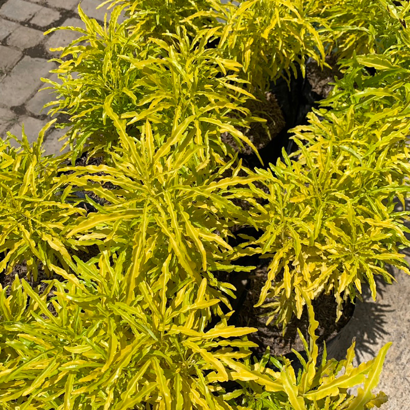 BUNGA BROKOLI KUNING - TANAMAN HIAS BROKOLI KUNING