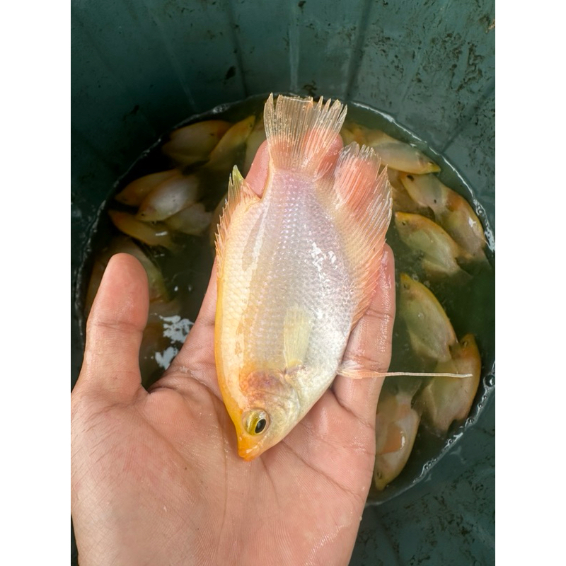 PAKET HEMAT 100 GURAME  ALBINO HIAS /GURAME PADANG UKURAN GABAH