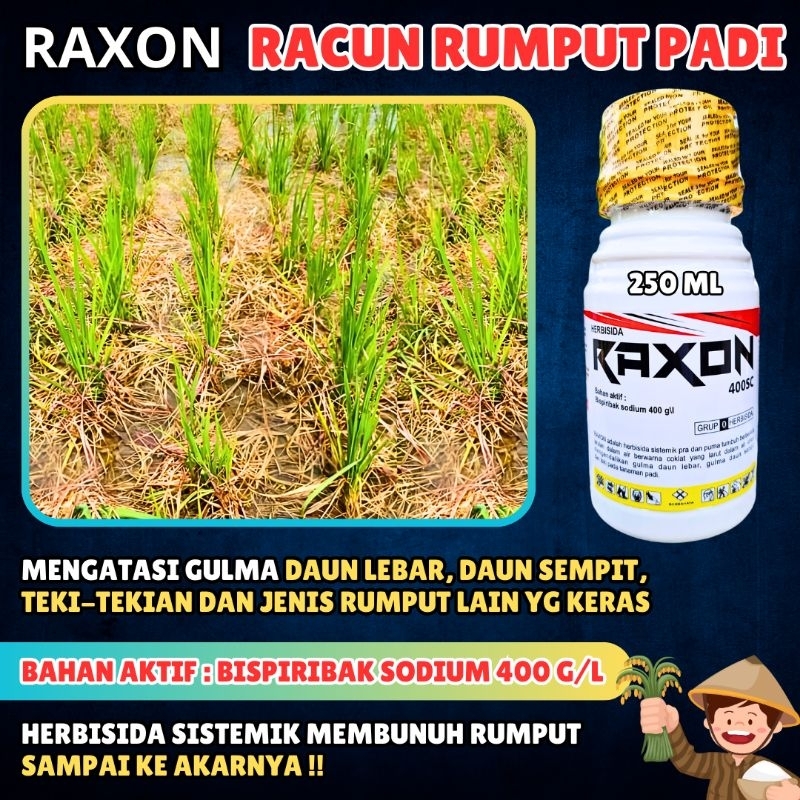 RAXON RACUN RUMPUT PADI - Herbisida Sistemik Padi Raxon
