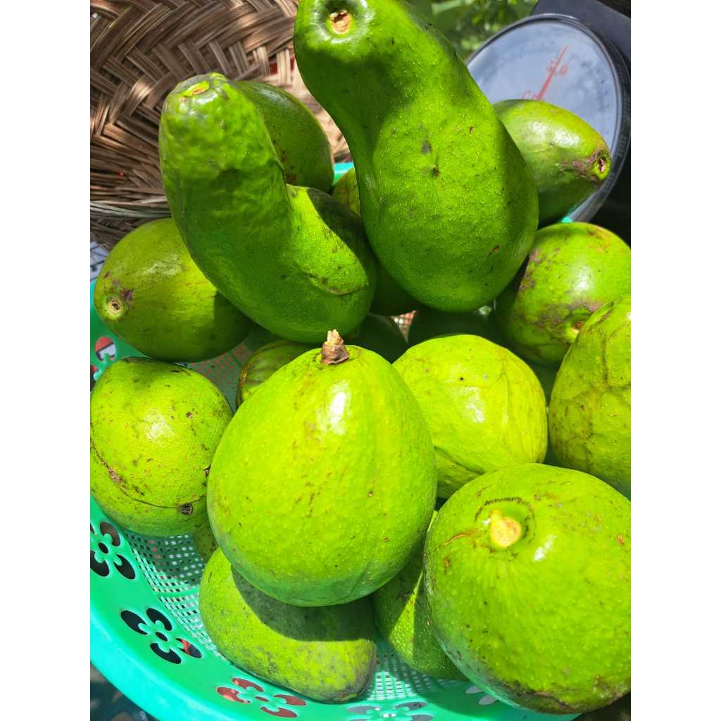 

ALUPKATMENTEGAIND - Alpukat Mentega 5kg Ready Fresh Siap Kirim