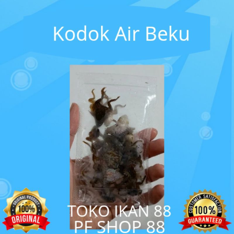 Kodok / katak Air Beku pakan ikan hias predator 15 ekor