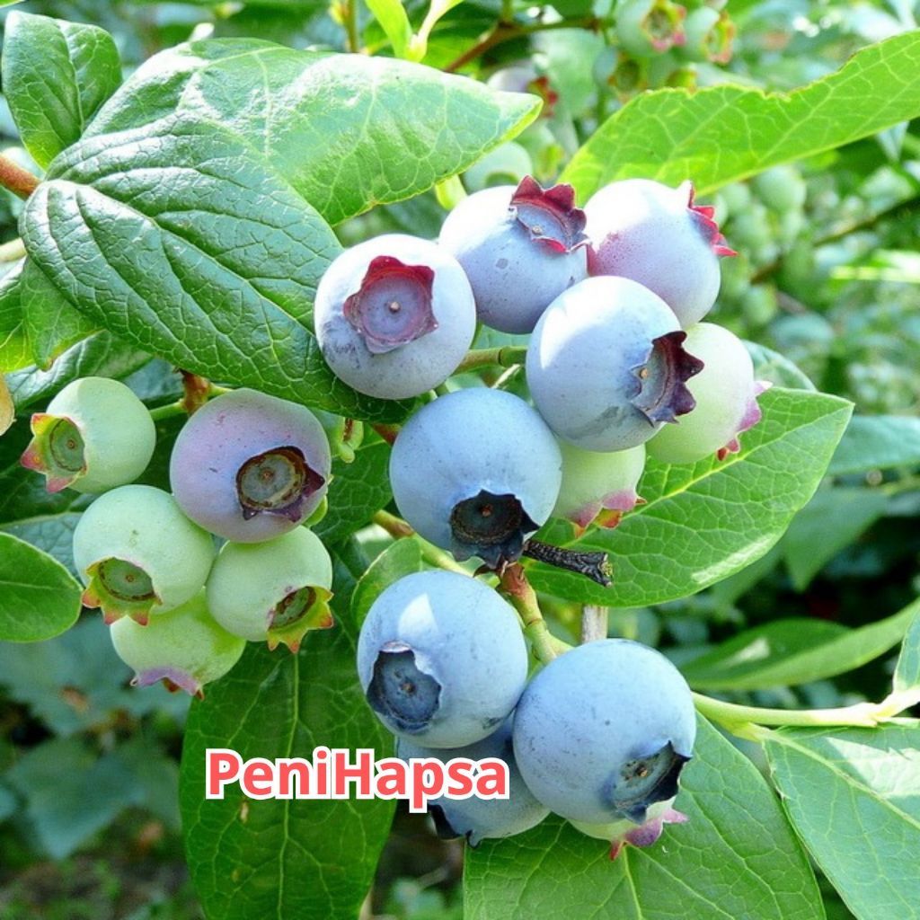 Bibit Blueberry Berduri Unggul Cepat Berbuah