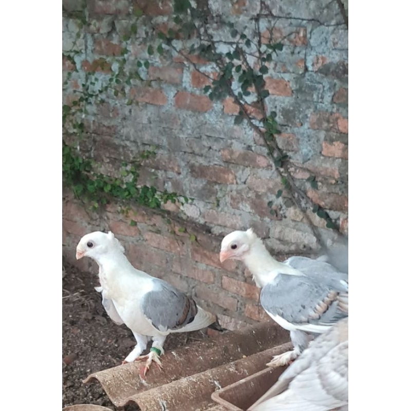 merpati hias bluenet dan Santinet