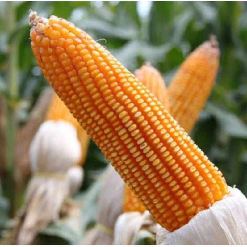 ( READY )BENIH JAGUNG HIBRIDA /BIBIT JAGUNG HIBRIDA 1KG/JAGUNG PIPIL PILIHAN