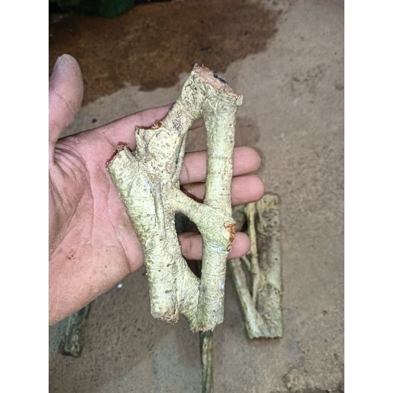

akar mingmang yang unik