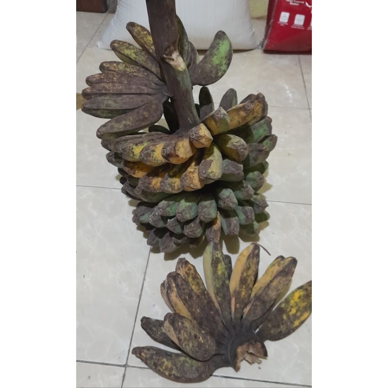 

Pisang kepok segar untuk pakan burung, bisa jg untuk dikonsumsi. 1pcs
