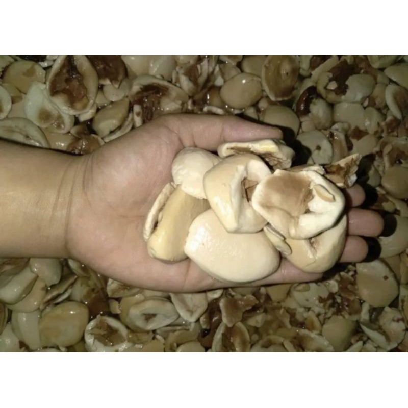 

250gr PICUNG MUDA /SAYUR KELUWEK MUDAMAKANAN KHAS SUMATERA