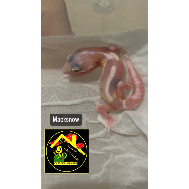 mainan leopard gecko macksnow