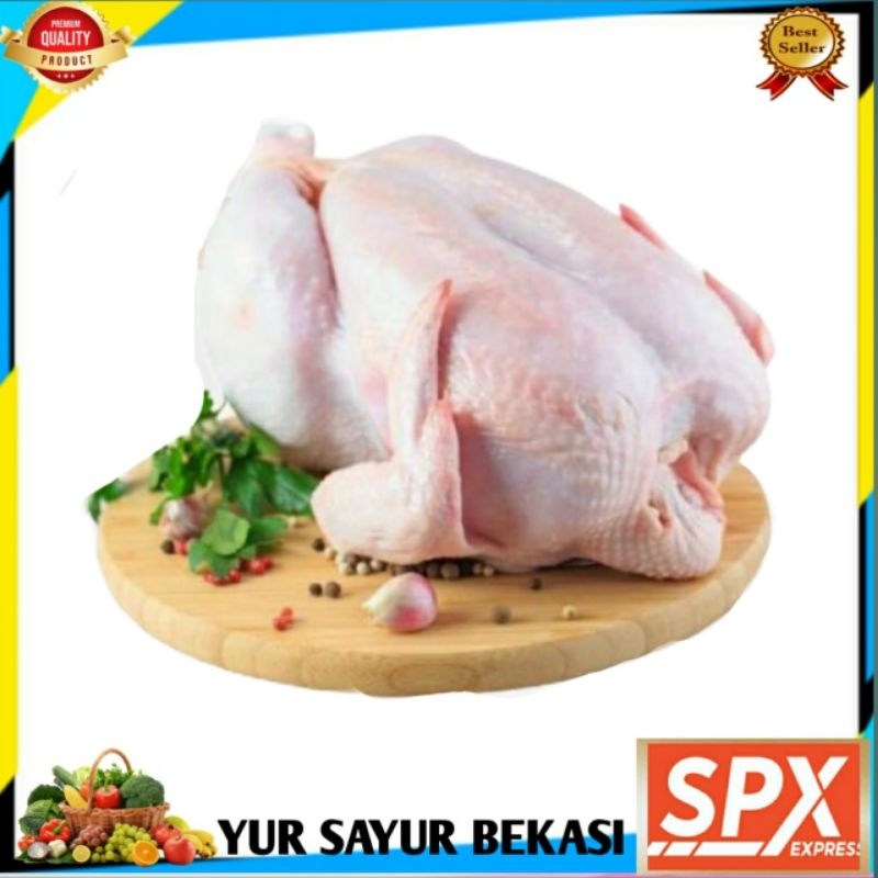 

Ayam Broiler Potong