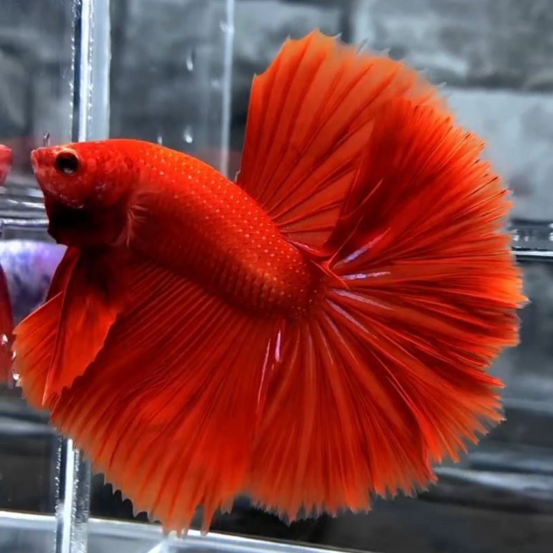 HIASAN AQUARIUM CUPANG HM SUPER RED