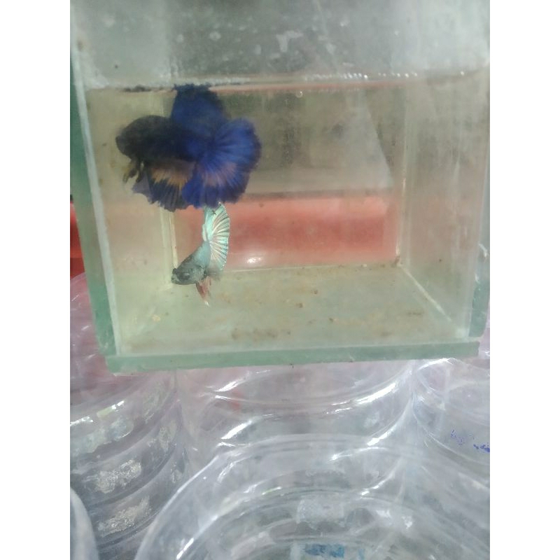 Bahan Cupang Halfmoon rosetail