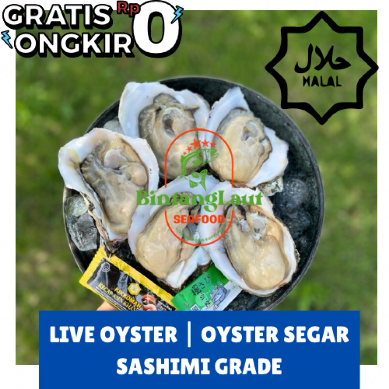 

LIVE OYSTER / TIRAM HIDUP FRESH / SIZE SMALL