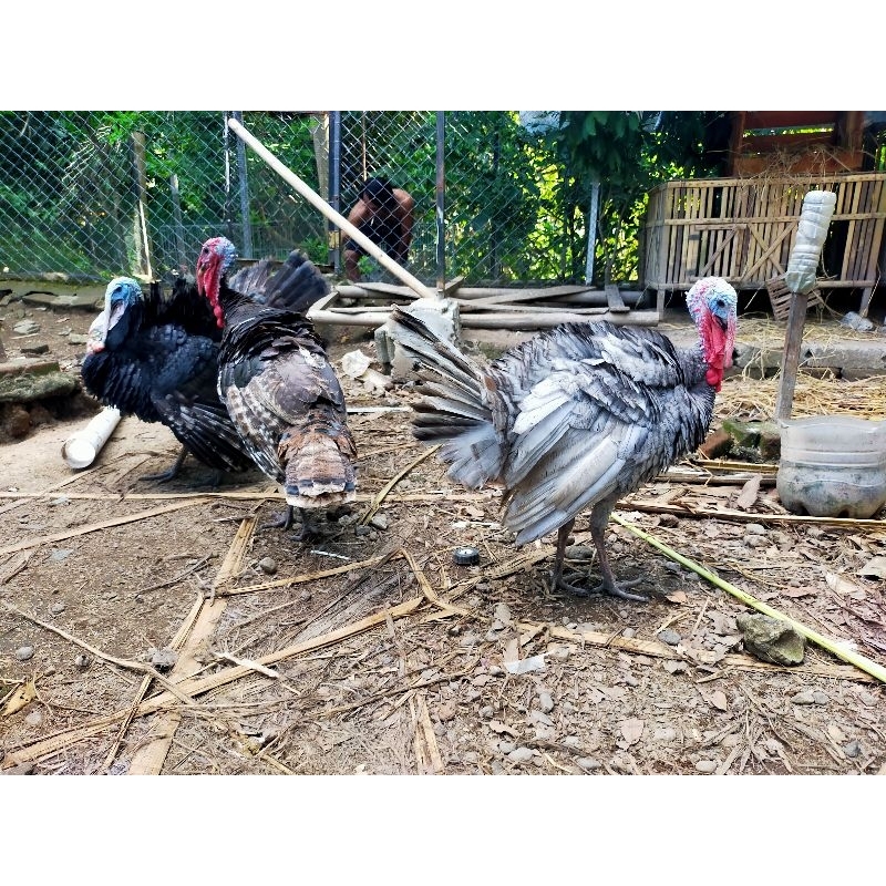 ayam kalkun jantan siap k4win betina bertelu khusus jawa pengiriman