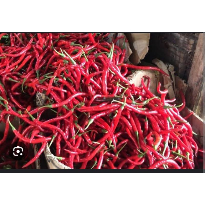 

cabe merah gunung