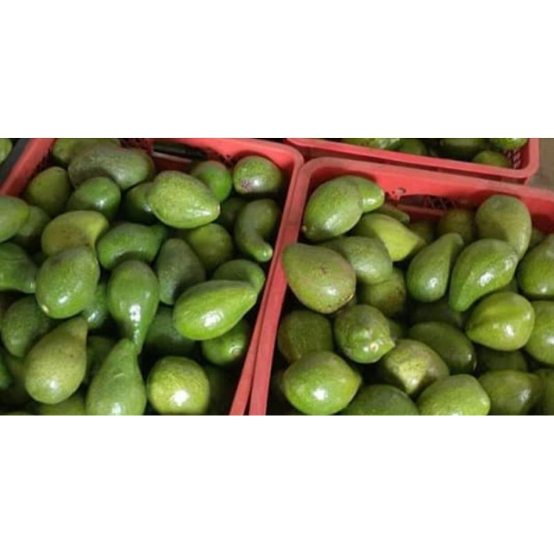 

alpukat mentega legit untuk diet berat sekilo isi 3-4 buah