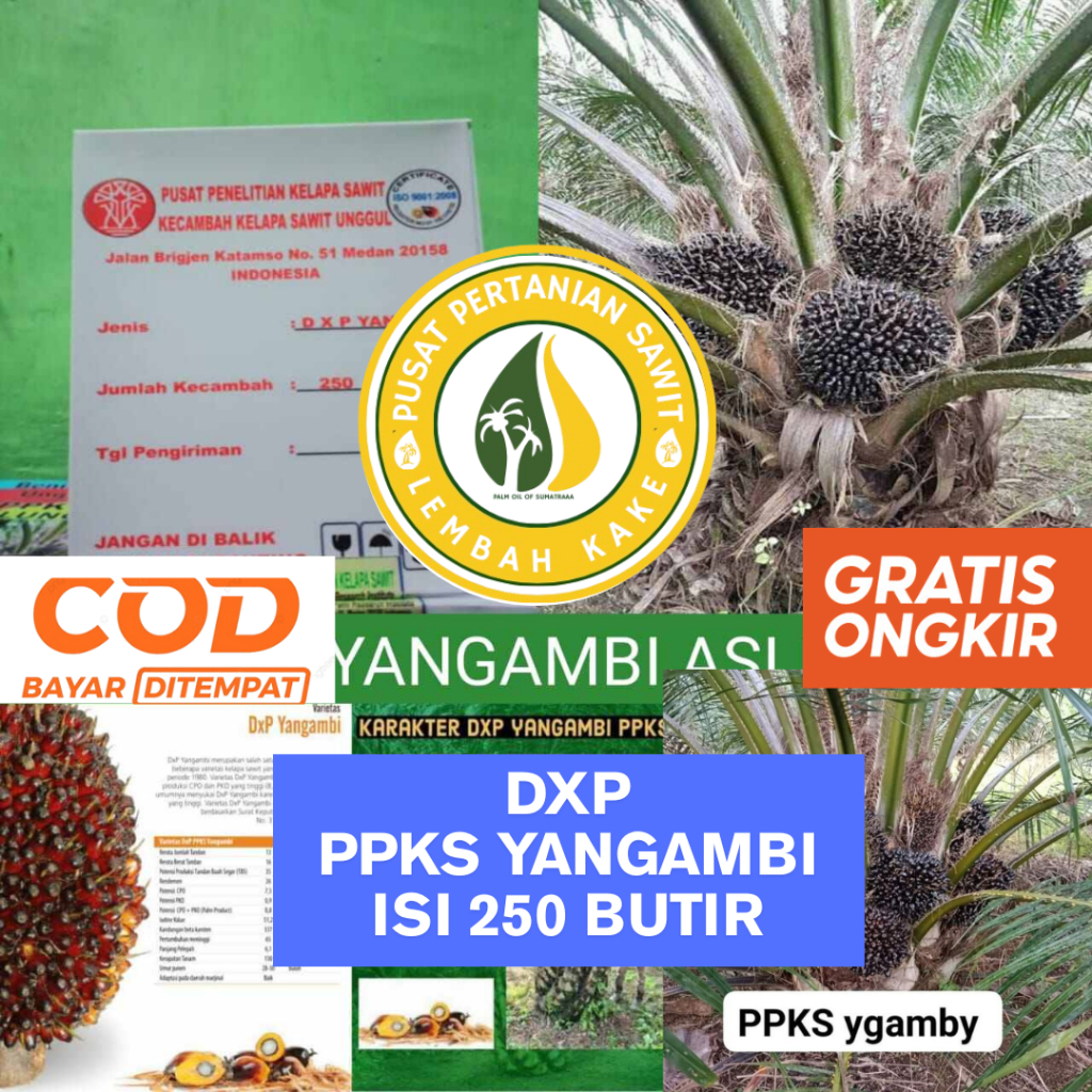 BENIH POLONG KECAMBAH BIBIT SAWIT DXP PPKS YANGAMBI UNGGUL BERSERTIFIKAT ASLI PELEPAH PANJANG DAN PE