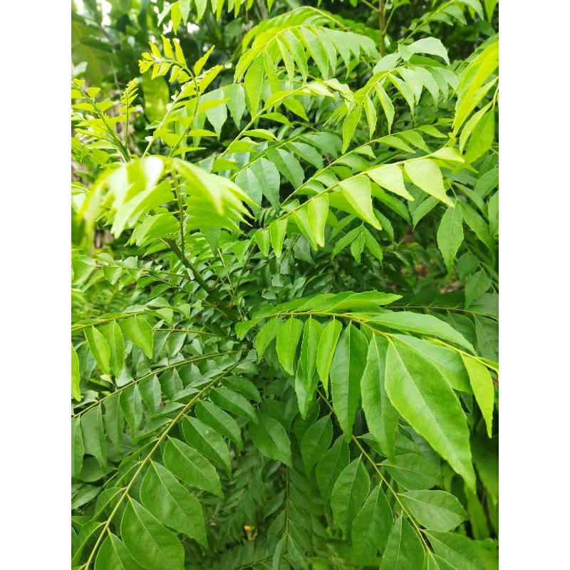 

Daun Kari 5 tangkai
