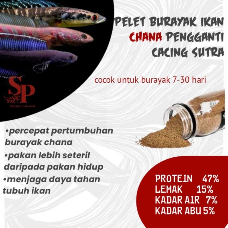 pelet burayak ikan chana 0.5mm pengganti pakan hidup dapat mempercrpat pertumbuhan burayak anda