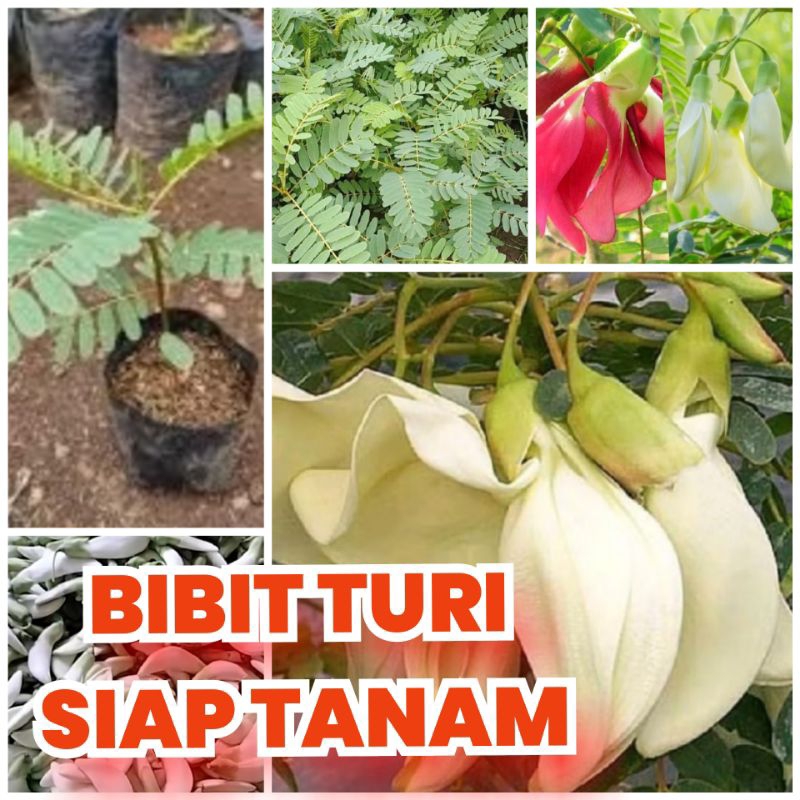 Bibit Turi putih sayur kembang turi