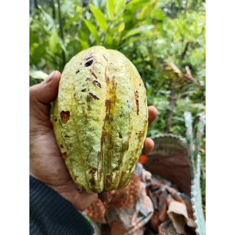 

buah coklat tua/ kakao mateng pres 500gram