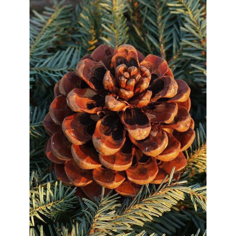

1 kg buah pinus paling banyak dicari.