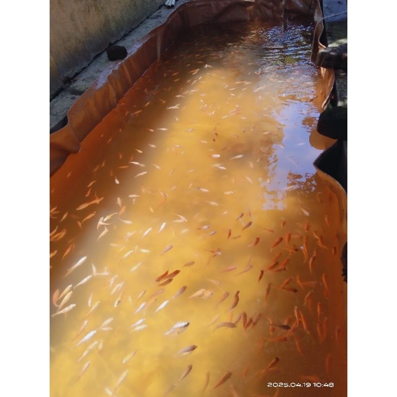 Bibit ikan Nila Hidup