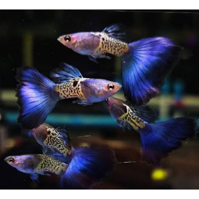 guppy mssbt ( blue tail )