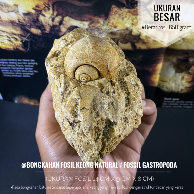 Bongkahan Fosil Keong Purba Natural B75 atau Fossil Gastropoda atau Fosil Kerang Temuan atau Fosil K