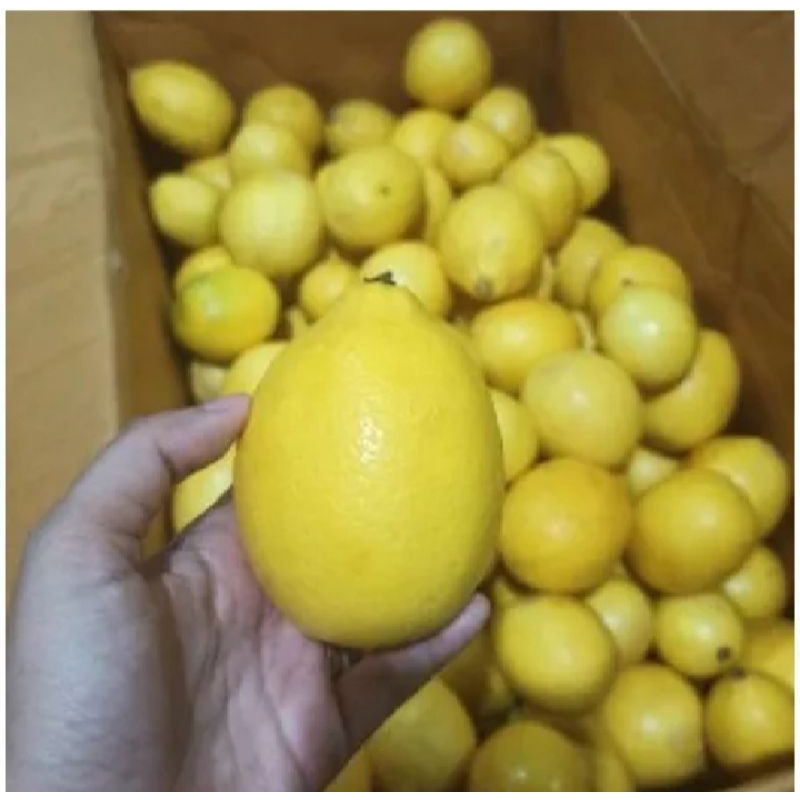 

Jeruk Lemon California Lokal Super Fresh 1Kg