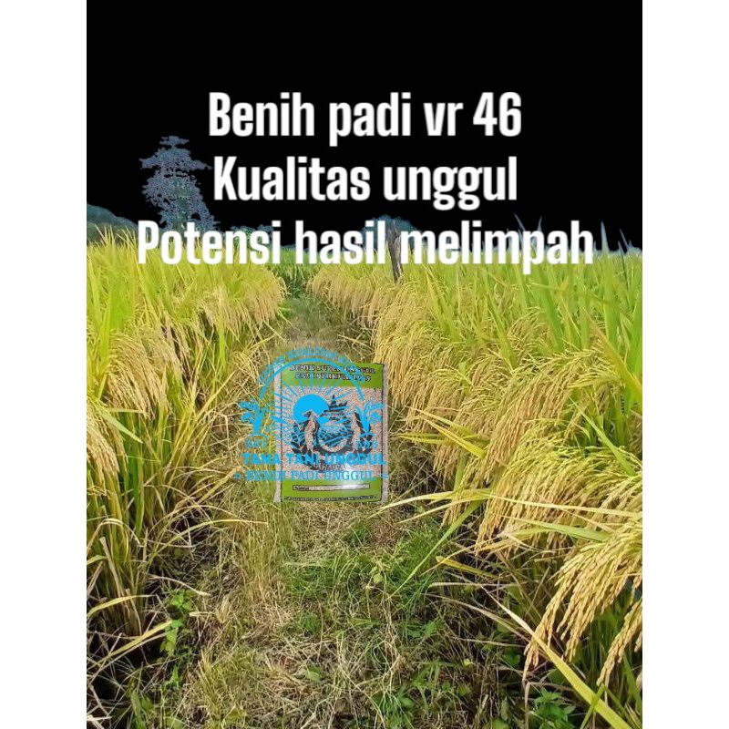 COD BENIH BIBIT TANAMAN PADI VR 46 KUALITAS UNGGUL UNTUK PETANI PEMULA POTENSI HASIL MELIMPAH 1KG