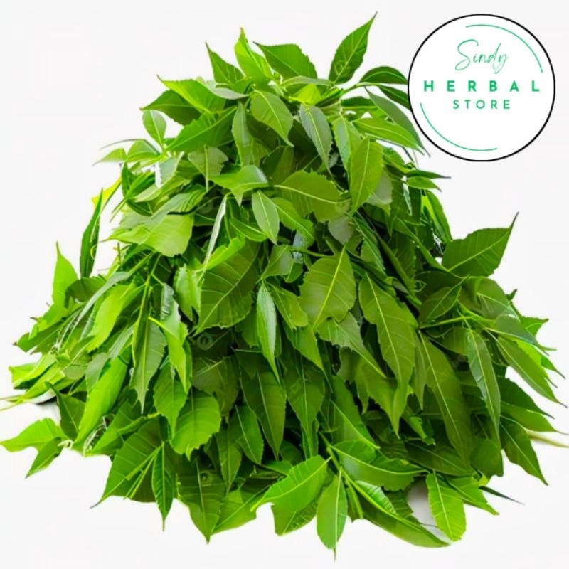 

Daun Mindi Segar Isi Per 500 Gram