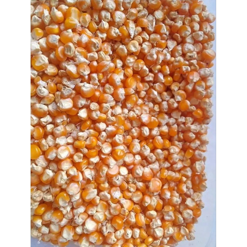 

jagung tanggung 1 kg
