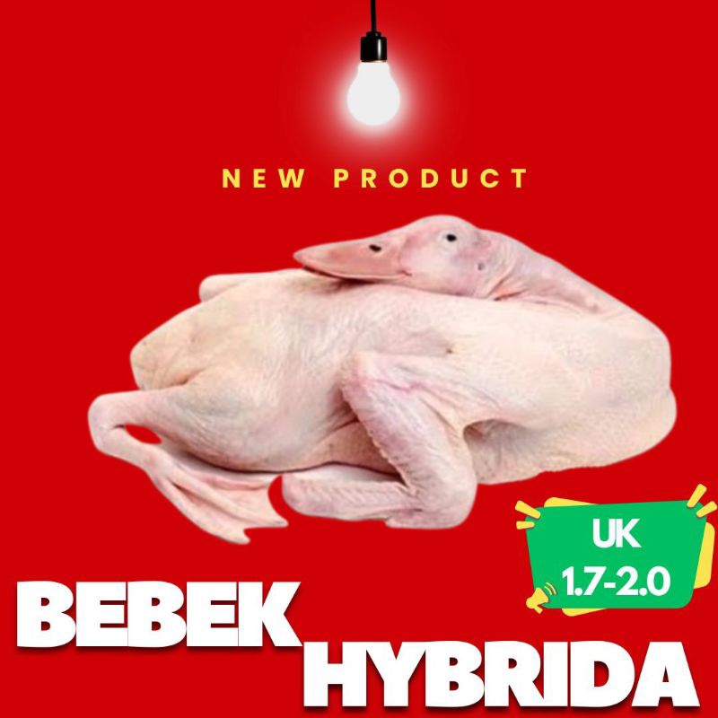 

Bebek Hybrida uk 17-20 includ.ati ampla