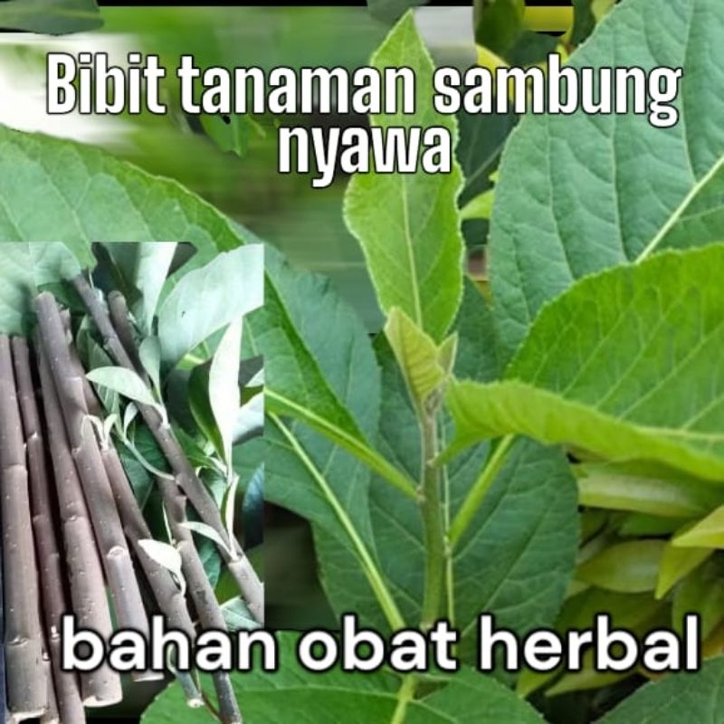 

daun Afrika fresh herbal 50 lembar