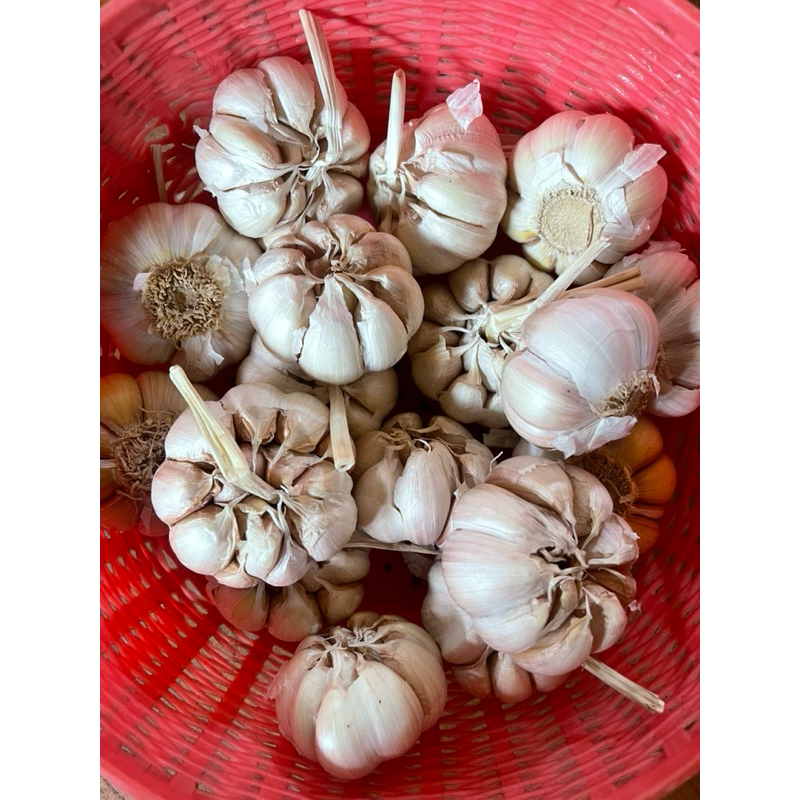 

BAWANG PUTIH BERSIH