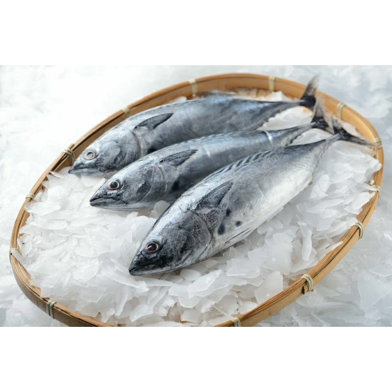 

Ikan Tongkol 1 Kg (isi 2 sd 4)