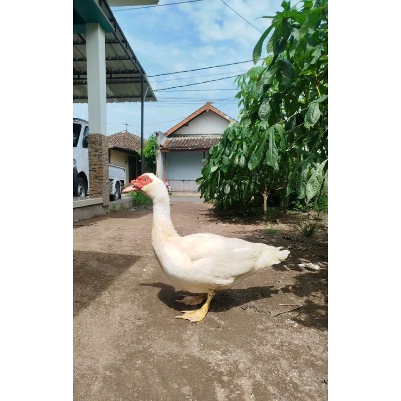 

Telur entok jumbo superan